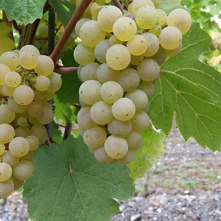 Roussel Restaurant Bernkastel-Kues