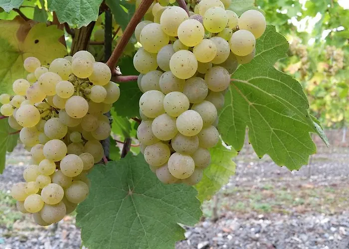 Roussel Restaurant 베른카슈텔쿠에스